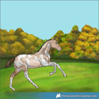 Horse Color:White Spotted Liver Red Dun Pearl Tobiano Appaloosa Rabicano