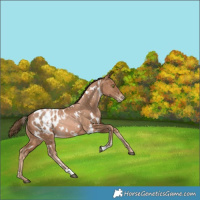 Horse Color:White Spotted Liver Chestnut Pearl Appaloosa Rabicano 