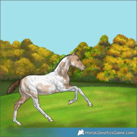 Horse Color:White Spotted Bay Pearl Dun Tobiano Appaloosa Rabicano 