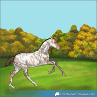 Horse Color:White Spotted Bay Snowdrop Pearl Dun Near Leopard Rabicano 
