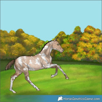 Horse Color:White Spotted Bay Snowdrop Dun Snowflake Varnish Rabicano 