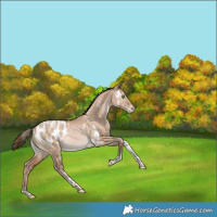 Horse Color:White Spotted Brown Pearl Dun Tobiano Appaloosa Rabicano