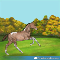 Horse Color:Bay Pearl Tobiano Rabicano 