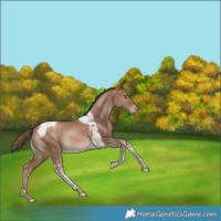 Horse Color:Black Snowdrop Pearl Tobiano Varnish Rabicano 