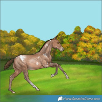 Horse Color:White Spotted Brown Pearl Tobiano Rabicano