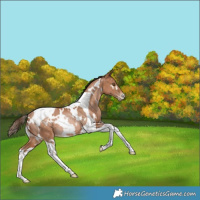 Horse Color:White Spotted Bay Pearl Tobiano Rabicano 