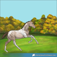 Horse Color:Grullo Snowdrop Pearl Tobiano Varnish Rabicano 
