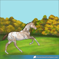 Horse Color:White Spotted Liver Red Dun Snowdrop Blanket Rabicano 