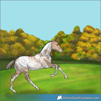 Horse Color:White Spotted Bay Snowdrop Dun Blanket Rabicano 