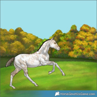 Horse Color:Bay Pearl Dun Tobiano Appaloosa Rabicano