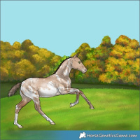 Horse Color:White Spotted Bay Pearl Dun Rabicano 