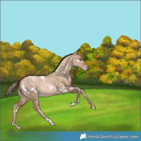 Horse Color:White Spotted Liver Red Dun Snowdrop Varnish Rabicano 