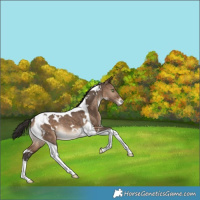Horse Color:White Spotted Bay Dun Tobiano Appaloosa Rabicano