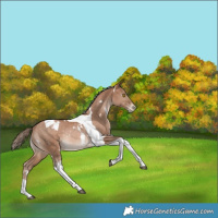 Horse Color:White Spotted Bay Pearl Tobiano Rabicano 