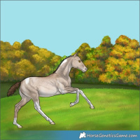 Horse Color:Brown Pearl Dun Tobiano Appaloosa Rabicano 