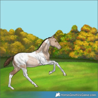 Horse Color:Bay Snowdrop Dun Tobiano Snowcap Rabicano 