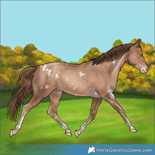 Horse Color:White Spotted Liver Chestnut Pearl Tobiano Appaloosa Rabicano
