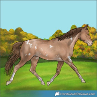 Horse Color:White Spotted Liver Chestnut Pearl Tobiano Appaloosa Rabicano