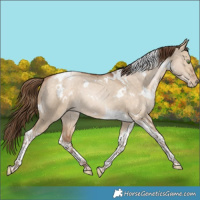 Horse Color:White Spotted Bay Pearl Dun Tobiano Rabicano
