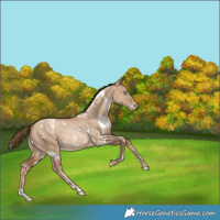 Horse Color:White Spotted Liver Red Dun Snowdrop Varnish Rabicano