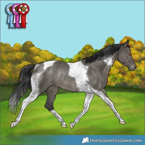 Horse Color:Grullo Tobiano Appaloosa Rabicano 