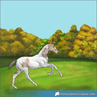 Horse Color:White Spotted Grullo Pearl Tobiano Appaloosa Rabicano 