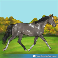 Horse Color:White Spotted Grullo Tobiano Varnish Rabicano 