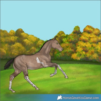 Horse Color:White Spotted Liver Red Dun Tobiano Varnish Rabicano 