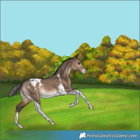 Horse Color:Brown Dun Tobiano Varnish Rabicano 