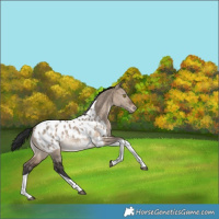 Horse Color:Brown Dun Tobiano Blanket Rabicano 