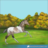 Horse Color:Brown Dun Tobiano Snowcap Rabicano 