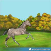 Horse Color:White Spotted Brown Dun Tobiano Appaloosa Rabicano 