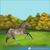Horse Color:Bay Dun Tobiano Varnish Rabicano 
