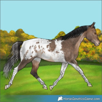 Horse Color:Bay Dun Tobiano Appaloosa Rabicano 