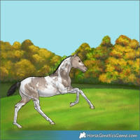 Horse Color:White Spotted Bay Dun Tobiano Appaloosa Rabicano