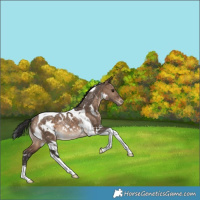 Horse Color:White Spotted Bay Dun Tobiano Appaloosa Rabicano 