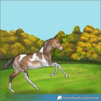 Horse Color:Bay Dun Tobiano Rabicano