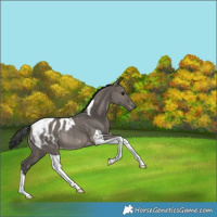 Horse Color:Grullo Tobiano Appaloosa Rabicano 