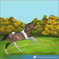 Horse Color:Brown Dun Tobiano Rabicano