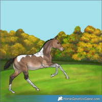 Horse Color:Bay Dun Tobiano Varnish Rabicano 
