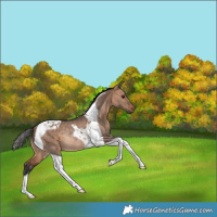 Horse Color:Bay Dun Tobiano Rabicano
