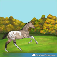 Horse Color:Brown Dun Tobiano Blanket Rabicano 