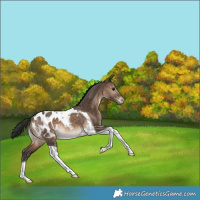 Horse Color:Brown Dun Tobiano Blanket Rabicano 