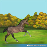Horse Color:Brown Dun Tobiano Snowflake Varnish Rabicano 
