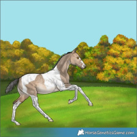 Horse Color:Brown Dun Tobiano Rabicano