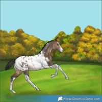 Horse Color:White Spotted Brown Dun Tobiano Appaloosa Rabicano