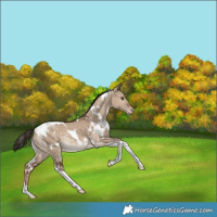 Horse Color:White Spotted Liver Red Dun Tobiano Varnish Rabicano 