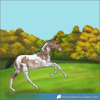 Horse Color:White Spotted Liver Red Dun Tobiano Appaloosa Rabicano 