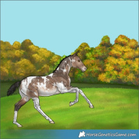Horse Color:White Spotted Bay Dun Tobiano Appaloosa Rabicano 