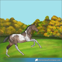 Horse Color:Bay Dun Tobiano Rabicano 
